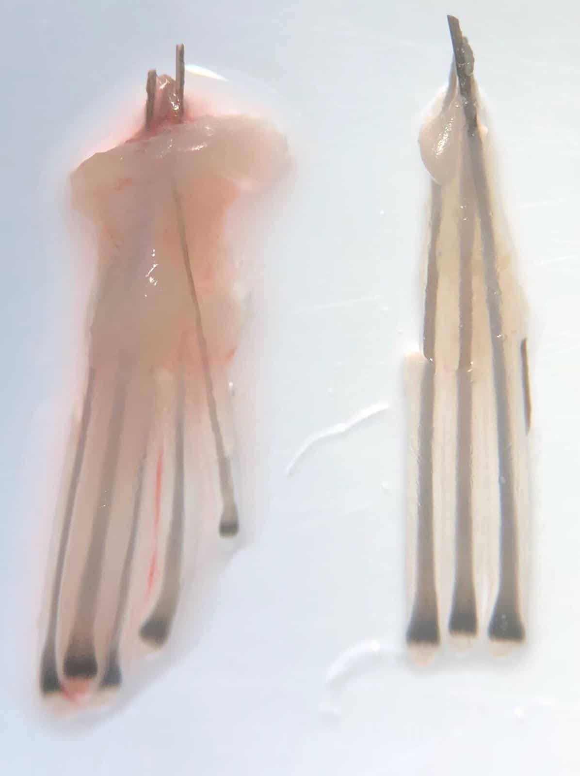 What is Graft Trimming?